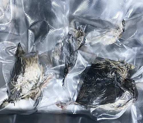 Raw Whole Quail with Feathers