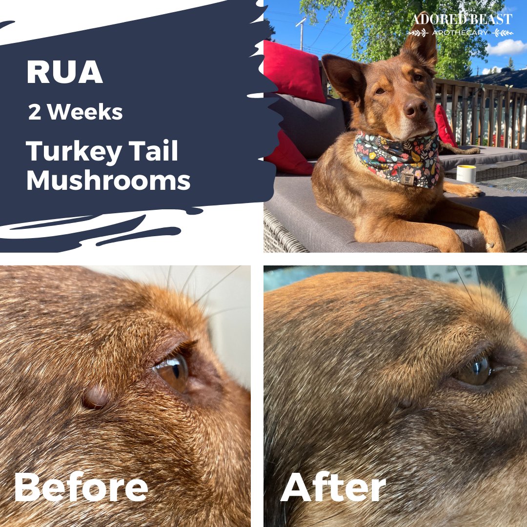 ADORED BEAST MYCO-BIOME Turkey Tail Mushrooms (Triple Liquid Extract) 125ml